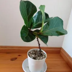 2026年最新】カシワバゴムの人気アイテム - メルカリ