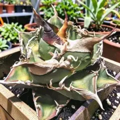 2026年最新】緑幽霊 アガベの人気アイテム - メルカリ