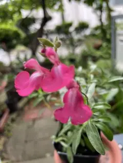 クー&レオ様 リクエスト 2点 まとめ商品