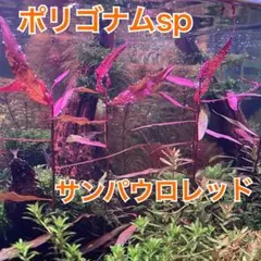 わったり様 リクエスト 5点 まとめ商品