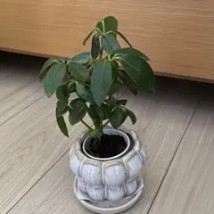 ❤azukihime❤様 リクエスト 2点 まとめ商品