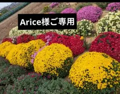 菊苗Aざる菊260515のサムネイル