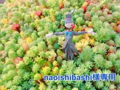 naoishibashi様 リクエスト 5点 まとめ商品