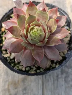 センペルビウム♥上海ローズ ⑤ 抜き苗 ポット内全部♪ センペルビウム♥上海ローズ ⑤ 抜き苗 ポット内全部♪ - メルカリ