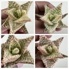 2026年最新】アロエハイブリッドの人気アイテム - メルカリ