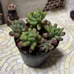 多肉植物 乙女心 抜き苗