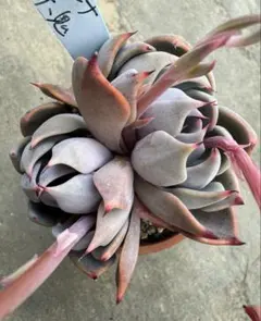 チ*肉様 リラシナ×赤鬼　おらいさん苗　青札