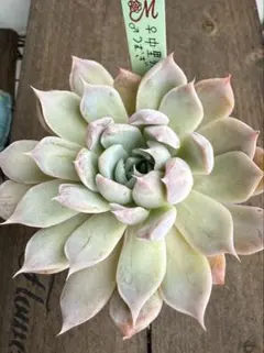 2025年最新】miyaさん苗の人気アイテム - メルカリ