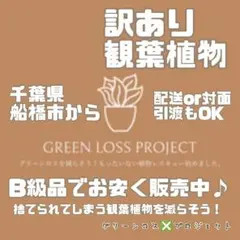 ☘️訳ありB級品の観葉植物/大型観葉植物を激安で販売中♪中古の観葉植物用の土のみ