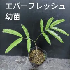 ④ エバーフレッシュ 幼苗