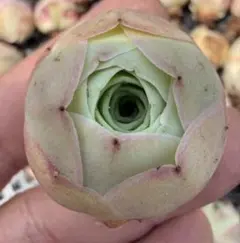 新入荷　グリーノビア　パルマローズ　アエオニウム　多肉植物　I苗のサムネイル