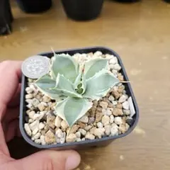 アガベ　雷帝錦　アトミックゴールド アガベ アトミックゴールド Agave isthmensis 'Atomic Gold