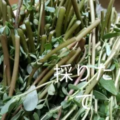 2026年最新】馬歯莧の人気アイテム - メルカリ