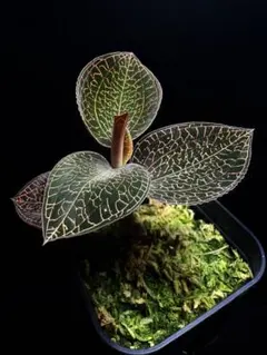 Anoectochilus Red Clouds アネクトキルス レッドクラウドのサムネイル