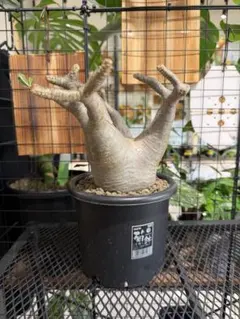 パキポディウムグラキリス 大型株まん丸短枝の緑肌 - メルカリ