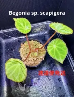 専用❣️希少！Begonia sp. Phayao 原種 ベゴニア タイ北部産 超希少