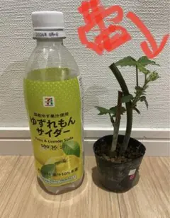 1532様 リクエスト 2点 まとめ商品