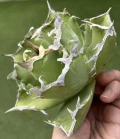 2026年最新】アガベまとめ売りの人気アイテム - メルカリ