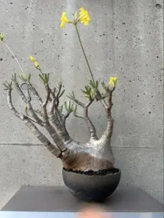 2025年最新】宮島將實の人気アイテム - メルカリ