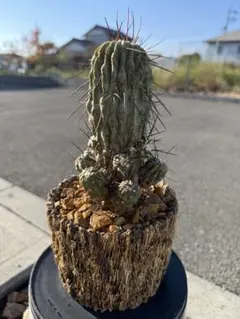 黒士冠　現地球　激ヤバ　群生　コレクション株　デアルバータ 2025年最新】デアルバータの人気アイテム - メルカリ