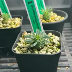 鉄甲丸　種子10粒 鉄甲丸 種子10粒
