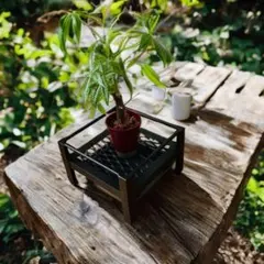 2026年最新】植物棚 アガベの人気アイテム - メルカリ