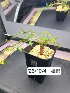 オペルクリカリア デカリー 挿し木用枝 4本 ① - メルカリ