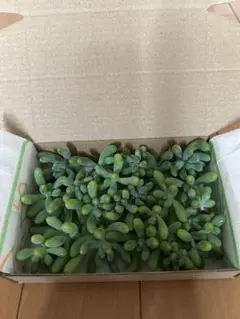 多肉植物 セダム 乙女心 カット苗詰め合わせのサムネイル