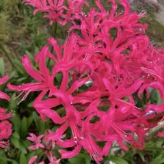 2026年最新】ダイヤモンドリリー球根の人気アイテム - メルカリ