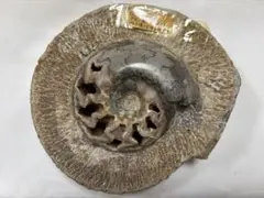 5面ルドラクシャ 金剛菩提樹 オールド品 - メルカリ