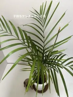 子持ちケンチャヤシ６号のサムネイル
