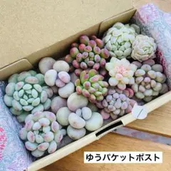 1 多肉植物　多肉弁当　詰め合わせ　寄せ植え　セット　カット苗　韓国苗　つぶ