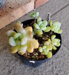 ぼのぼのさん苗3点セット※札なし※ ポットごとメルカリ便※バラ売り不可※ ②ぼのぼのさん苗3点セット※札なし※ ポットごとメルカリ便※