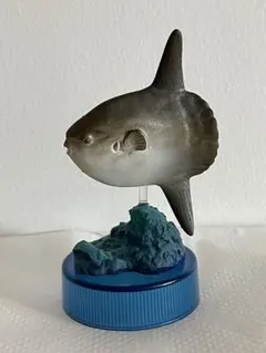 日本水族館立体生物図録　Mola mola(マンボウ)　海洋堂