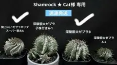 Shamrock ★ Cat様 専用 ユーフォルビアホリダ 速達発送