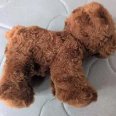トイプードル、柴犬