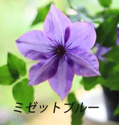 れい様 リクエスト 2点 まとめ商品