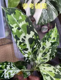 AZ便\"KÄMPFER\" アグラオネマ ピクタム マルチカラー ケンプファー AZ便