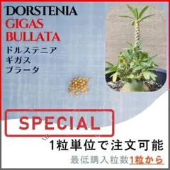 2026年最新】ドルステニア ギガス 種子の人気アイテム - メルカリ