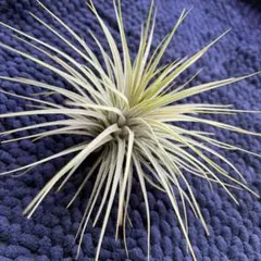 T. loliacea Compact Good Clone T'S 株 タ*ゥ様 T.loliacea Compact Good Clone SEEDL 【公式通販】