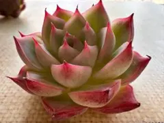 L*e様 4643新入荷　ピンククリスタル　エケベリア　多肉植物