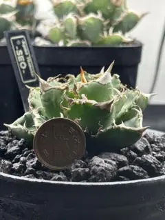 2026年最新】清櫻の人気アイテム - メルカリ