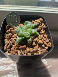 s様 多肉植物 ハオルチア 王蟲 - メルカリ