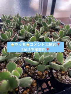 ⭐やっち⭐コメント大歓迎❣SALE中様専用❣グリーン1つ