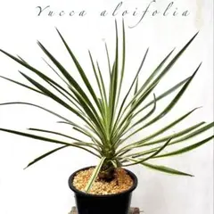 RYUOH BOTAVERIA 　竜王　鷹ノ刃　牙狼　多肉植物 RYUOH BOTAVERIA 竜王 鷹ノ刃 牙狼 多肉植物 - メルカリ