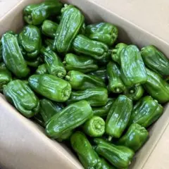 産地直送！新鮮ピーマン　70サイズ箱いっぱい　サイズバラバラのサムネイル