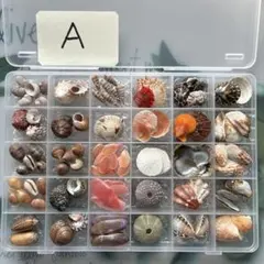 貝殻標本　30セット　Ａ