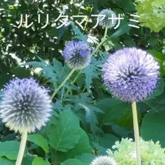 チェリー様 リクエスト 2点 まとめ商品