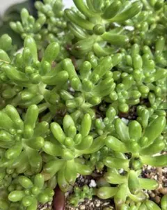 多肉植物 セダム 小桃 スプリングワンダー×だるま姫秀麗 8カット | Mercari