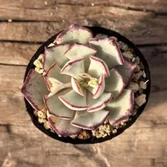 【3-20】　ストリクチフローラノヴァ　多肉植物